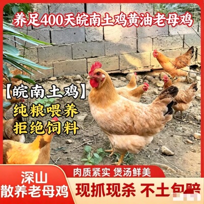 阿泽家400天皖南黄油老母鸡  正宗皖南土鸡深山纯粮散养现杀农家