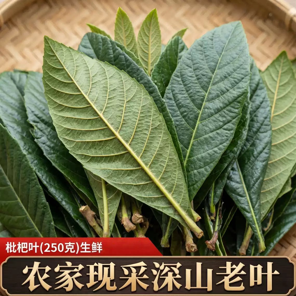 枇杷叶 新鲜农家枇杷树叶 250g湖南湘潭现摘现发食用枇杷叶包邮