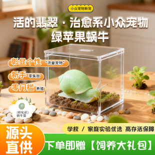 宠物多彩活体陆养小蜗牛绿苹果七彩翡翠蜗牛巴达白化蓝彩虹蓝苹果