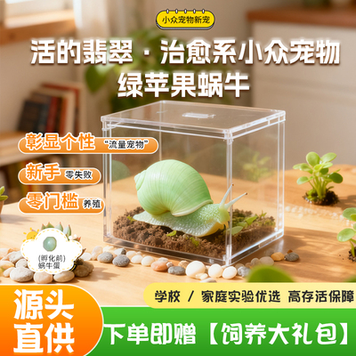 宠物多彩活体陆养小蜗牛绿苹果七彩翡翠蜗牛巴达白化蓝彩虹蓝苹果