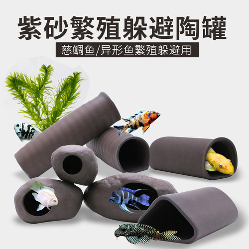 异形胡子大帆迷你鹦鹉产卵繁殖罐