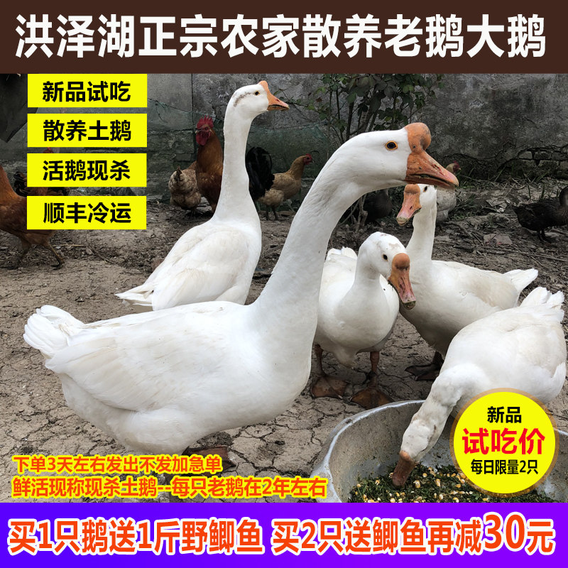 苏北农家大白鲜活现杀整只老鹅