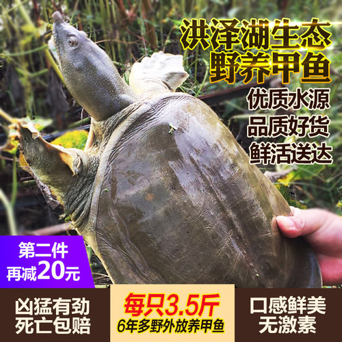 鲜活养生团鱼水产中华鳖
