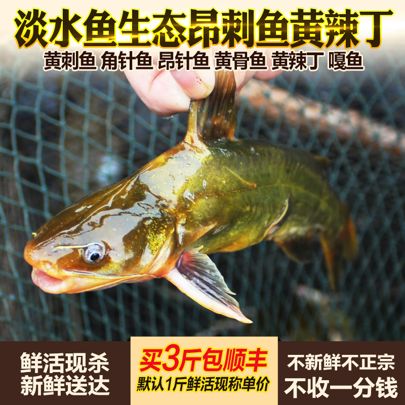 黄辣丁黄骨鱼淡水鱼活鱼现杀新鲜