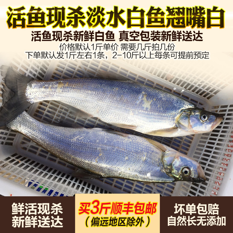 翘嘴白鱼淡水鱼活鱼现杀新鲜