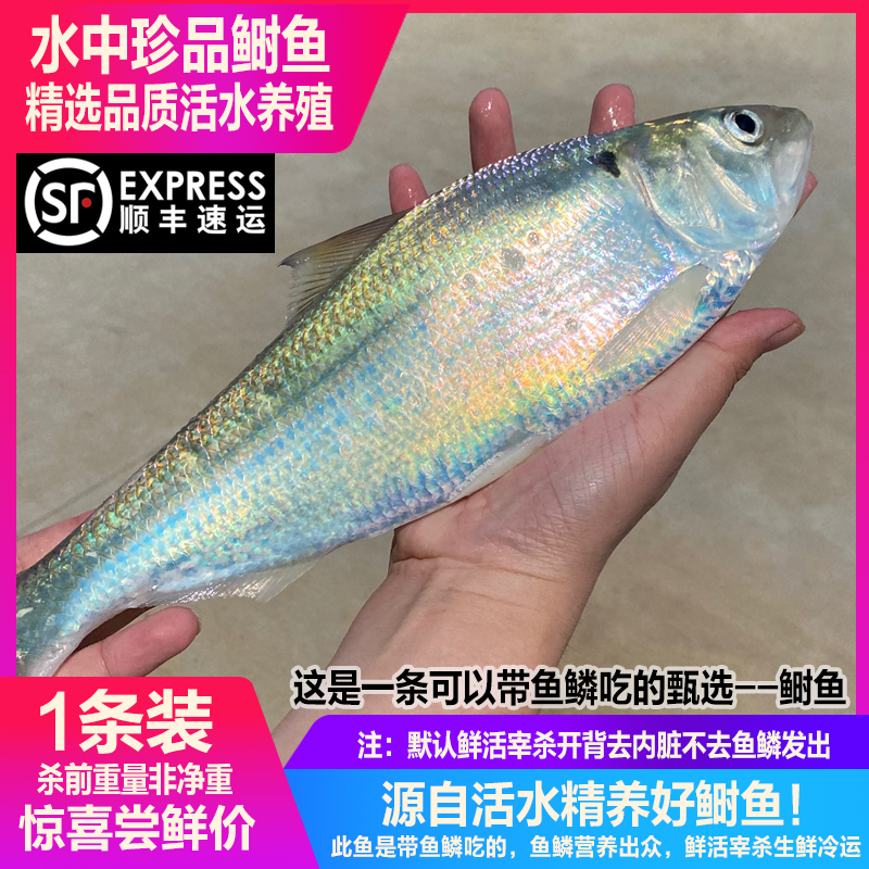 淡水鱼中珍品鲜活水产鲥鱼