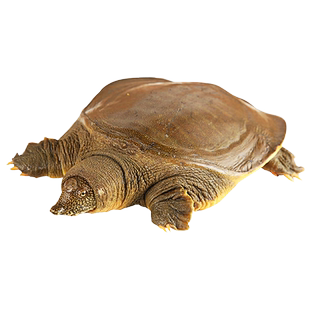 外湖放养老甲鱼公鳖鲜活体2.5斤老鳖5-6年中华鳖水鱼团鱼生鲜水产