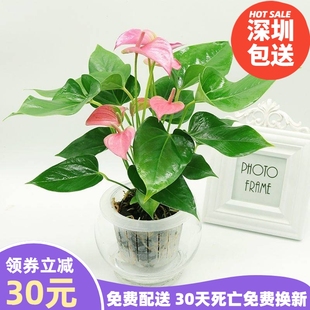 粉掌客厅卧室桌面开花深圳同城绿萝办公室绿植水培室内植物盆栽