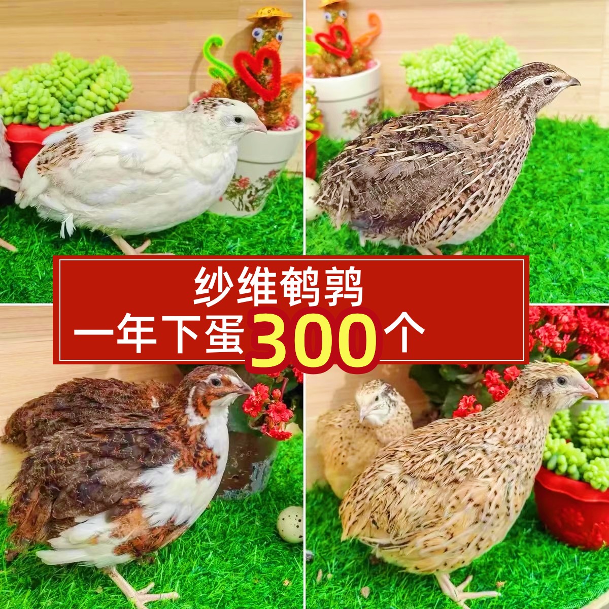 沙维鹌鹑受精蛋法巨白化非洲黑鹌鹑蛋可孵化