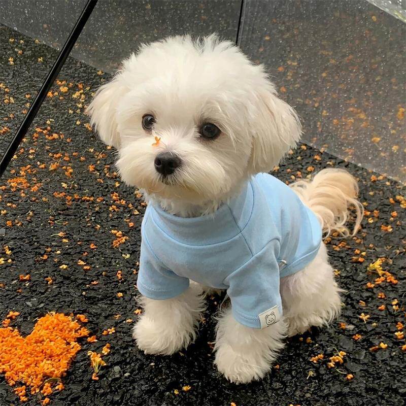 狗狗衣服小型犬秋冬防着凉外出防脏打底衫比熊德文猫宠物外出服饰