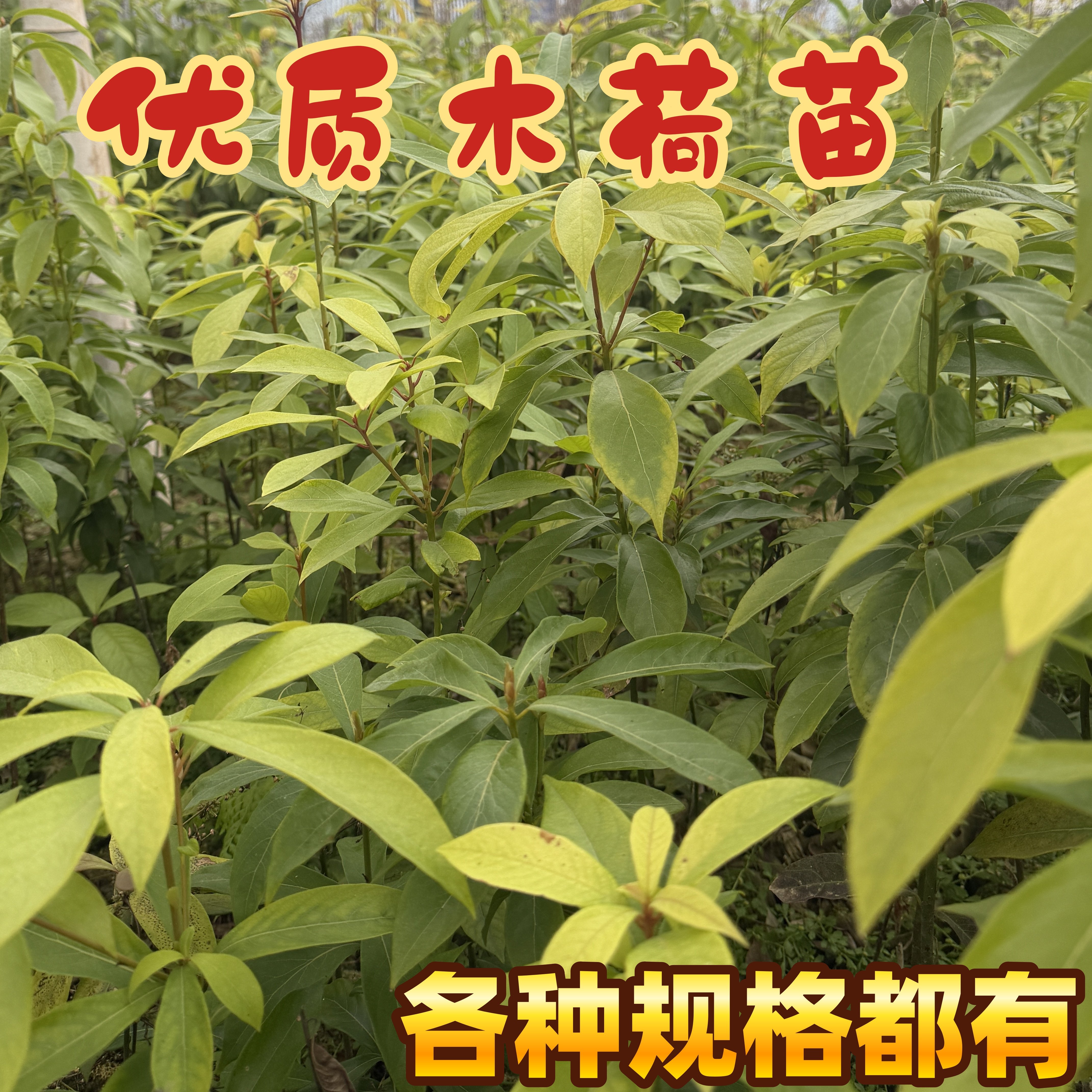 基地直发木荷苗防火林首选用苗矿山复绿不落叶正宗木荷苗 - 实物图