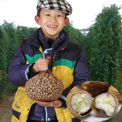 正宗铁棍山药农家自产现挖