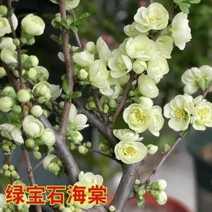 绿宝石海棠盆栽室内室外都好养盆栽地栽都可以耐寒花卉盆景阳台