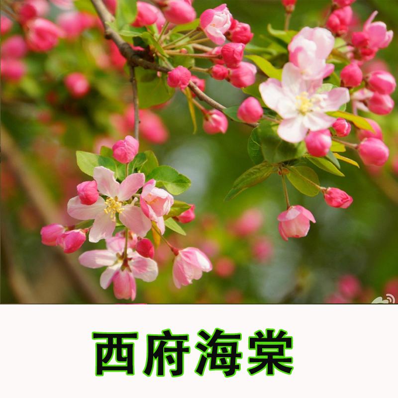重瓣北京西府海棠花海棠盆栽花苗耐寒植物当年开花