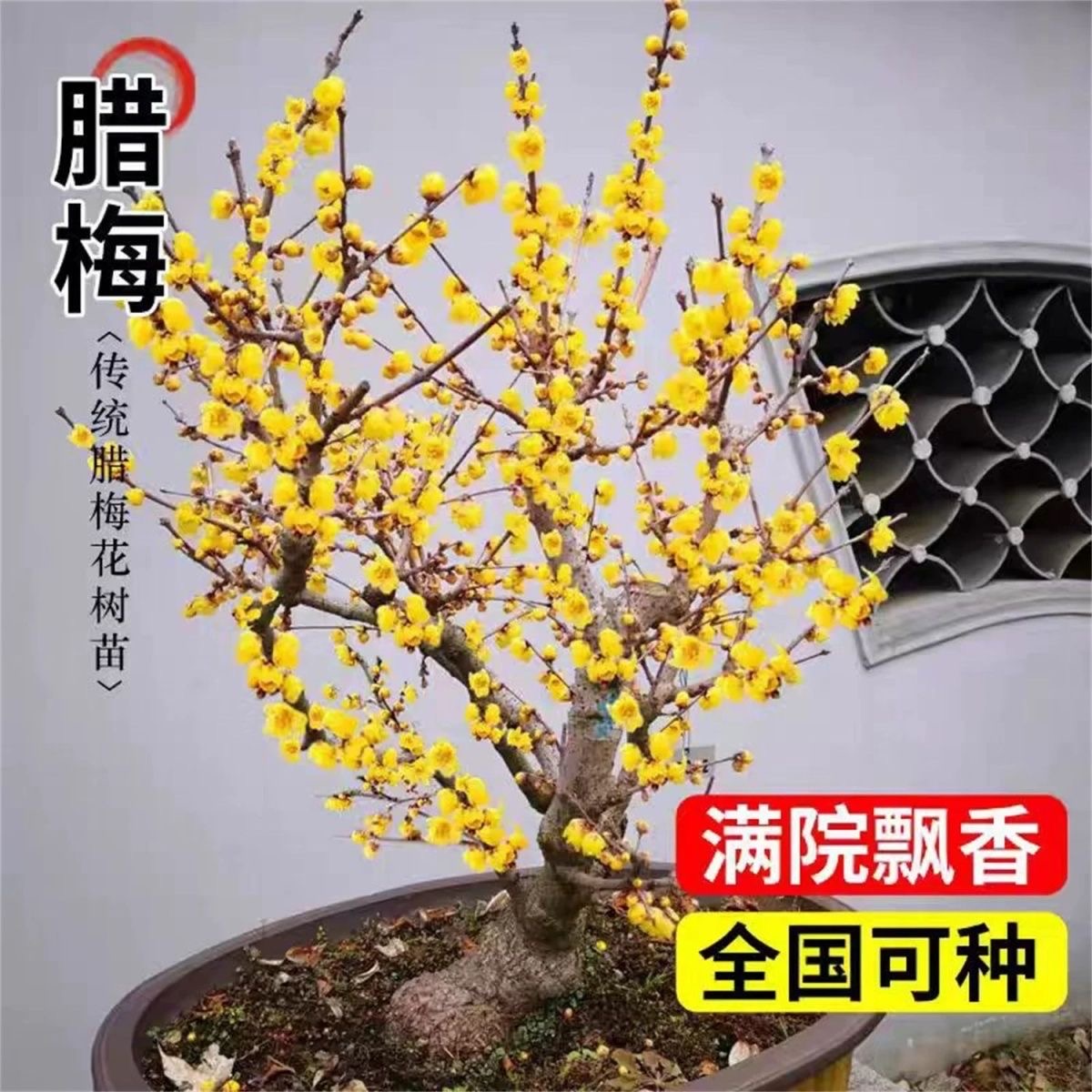 精品浓香素心腊梅盆栽腊梅树苗庭院种植耐寒花卉腊梅老桩冬季开花