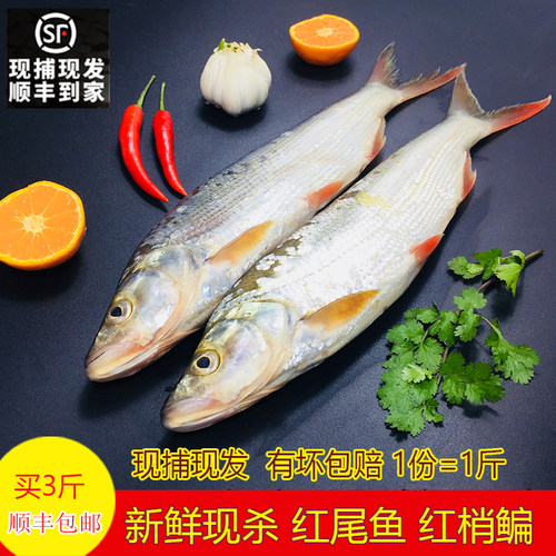 红梢湖北特产鲜活500g翘嘴鱼