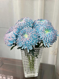 新鲜牡丹菊鲜花云南昆明基地直发办公室家庭水养切鲜花中通包邮