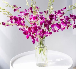新鲜泰国进口洋兰鲜花千代兰家用水养花餐厅插花云南中通包邮