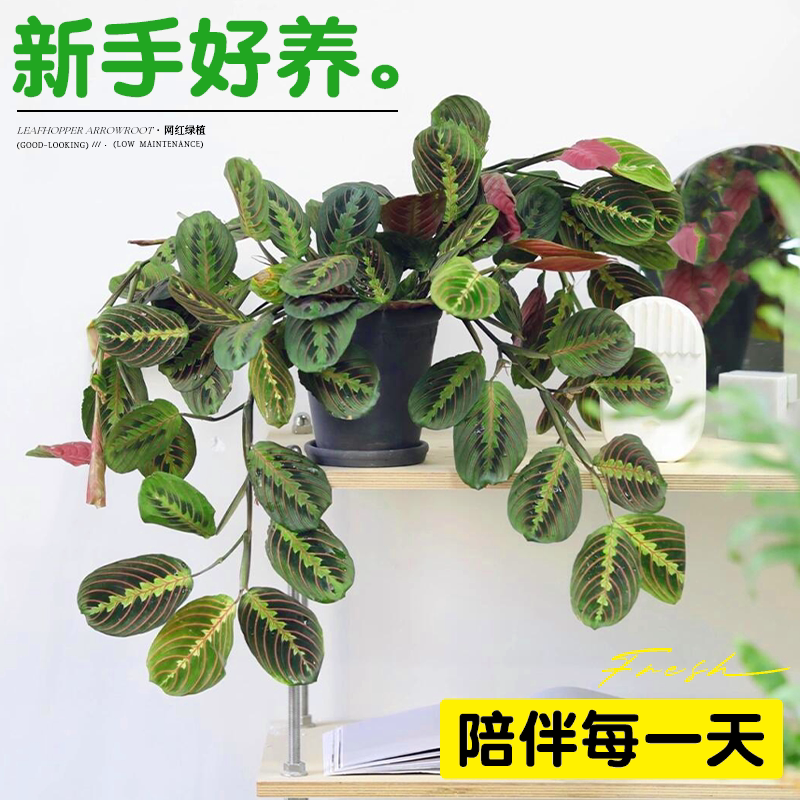 叶蝉竹芋红脉白脉耐阴绿植垂吊长藤室内盆栽桌面网红观叶植物好养