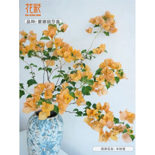 花彩三角梅扦插袋苗勤花