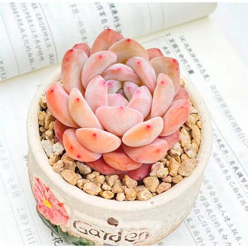 进口贵货橙梦露多肉果冻