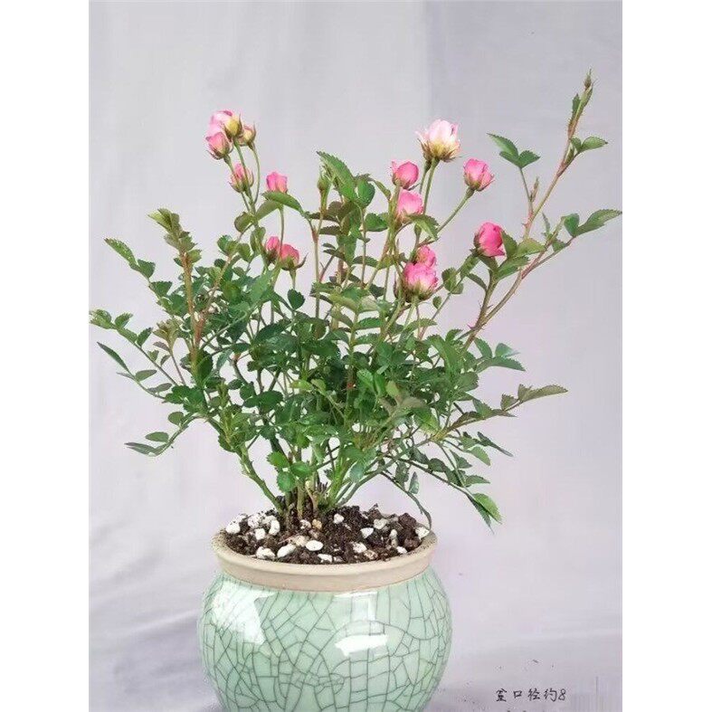 【开花机器】须惠姬带花苞超微月季长期开花室内外绿植花卉小盆栽