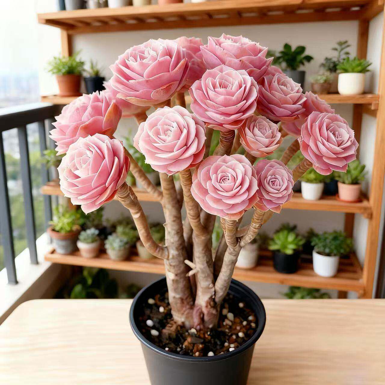 初恋粉法师多肉植物组合盆栽室内办公室桌面绿植新手好养懒人老桩