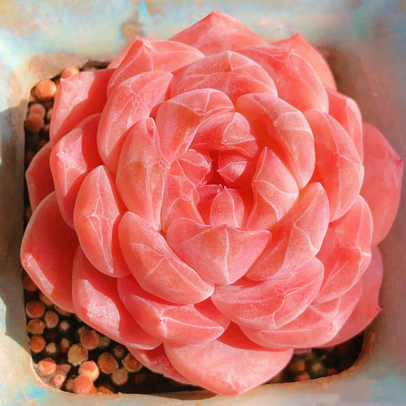 云南精品红琥珀糖心多肉植物一物一拍带盆栽好小萌肉暗纹向阳派