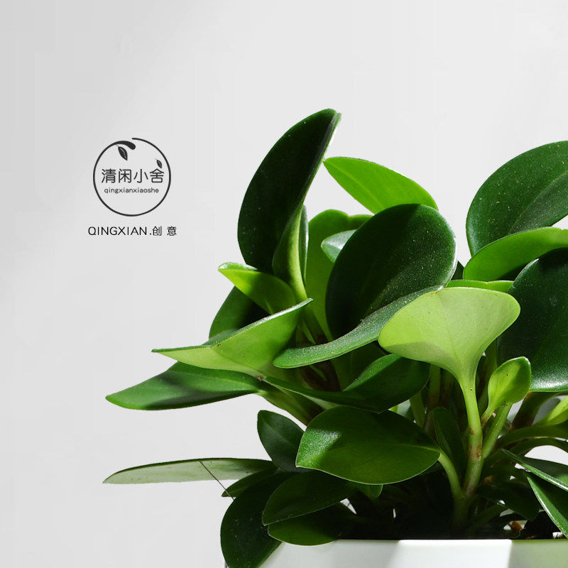 碧玉植物室内净化空气花卉四季常青好养活花卉豆瓣绿桌面绿植盆栽
