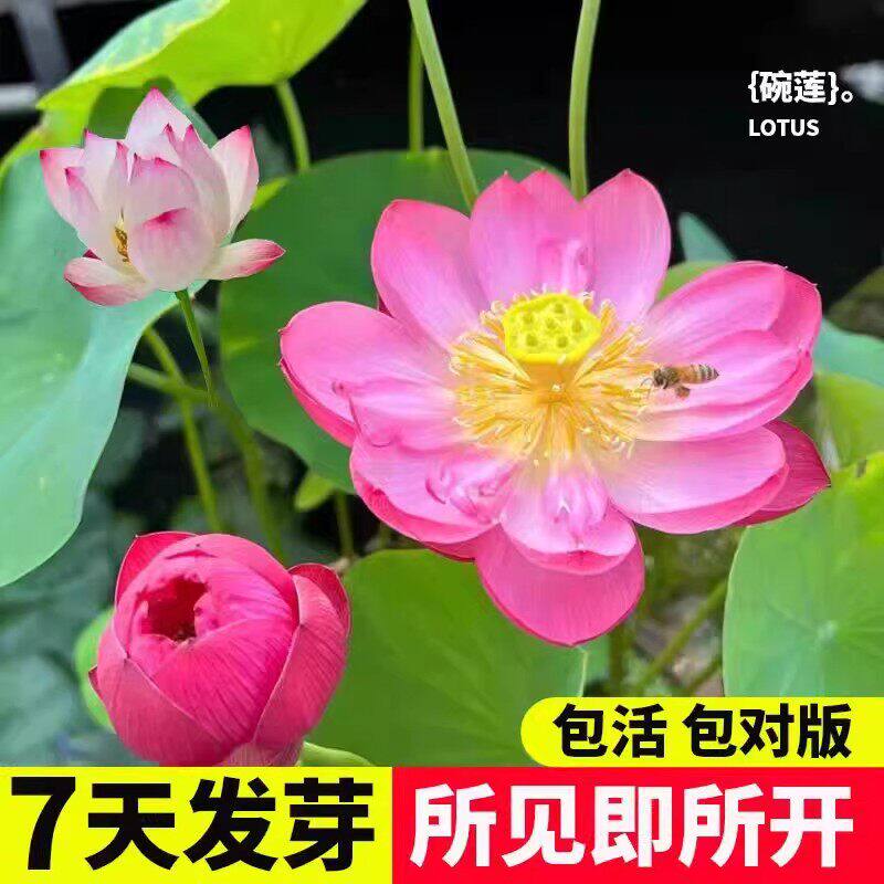七彩碗莲已开口水培植物莲花种子四季无土懒人花卉鱼缸造景阳台盆