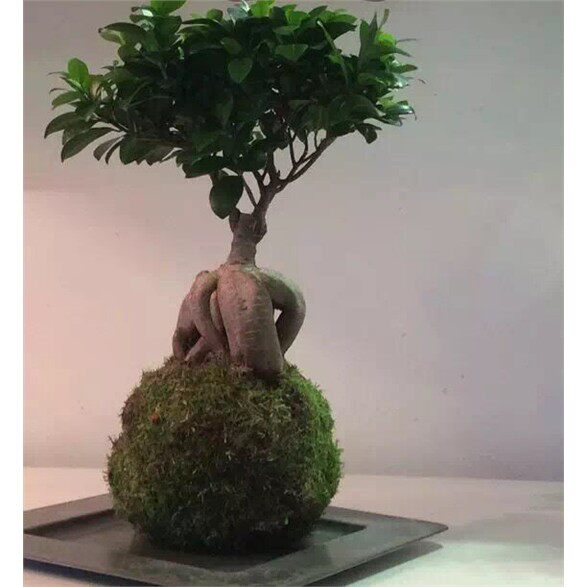 人参榕盆景桌面绿色养眼盆栽四季常青耐寒观茎植物室内禅意小叶榕