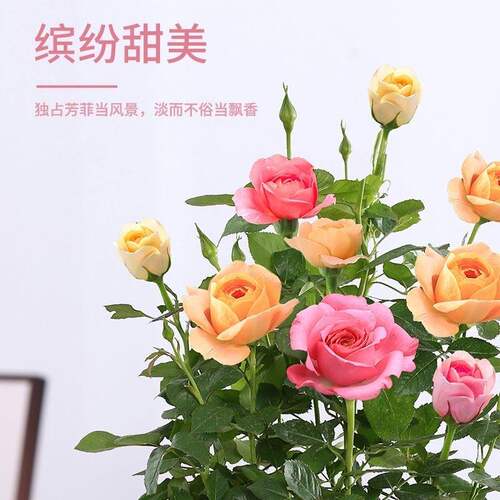 多色玫瑰花盆栽带花苞室