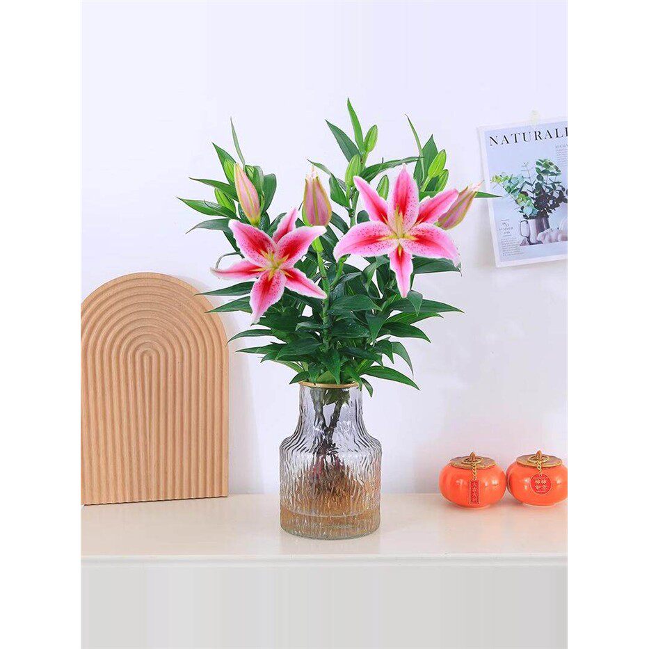 水培植物香水百合花盆栽带花苞室内客厅花卉水养插花花束年宵花
