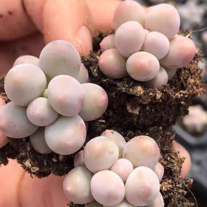 韩版汤圆手指奶酪多肉植物肉肉超萌新手桃蛋花卉糖豆迷你盆栽绿植