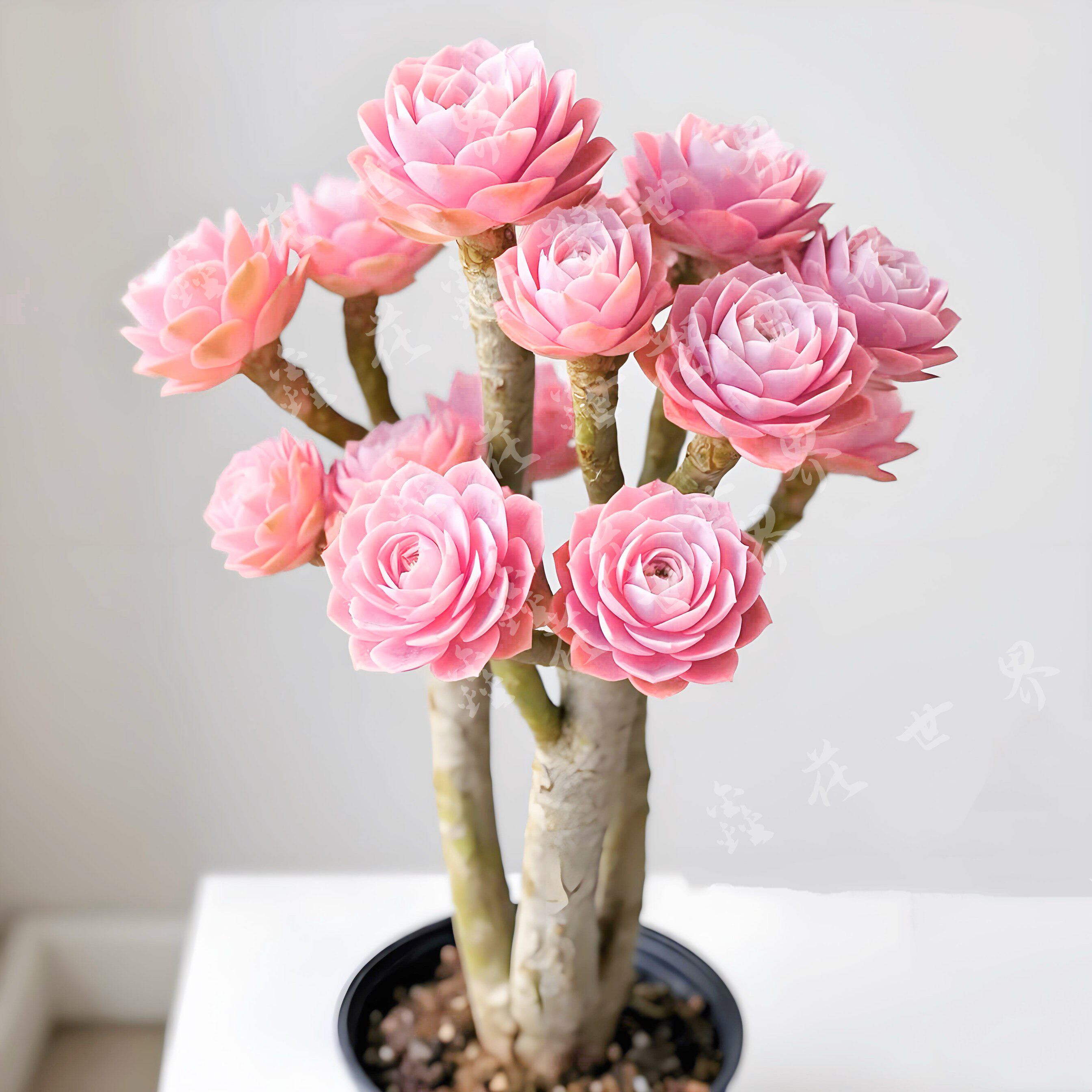 多肉植物稀有初恋粉法师老桩室内阳台美观盆栽绿植花好养活