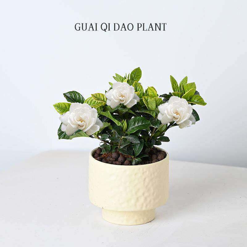 【性价比高】栀子花盆栽花卉室内桌面易活绿植浓香型带花苞阳台