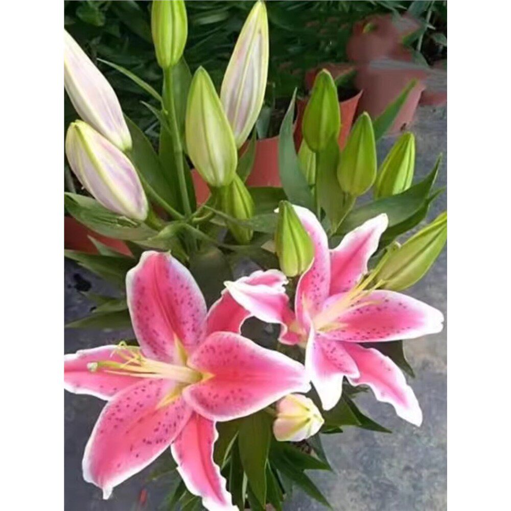 百合花盆栽带花苞室内浓香型花卉客厅香水百合鲜花植物阳台盆景花