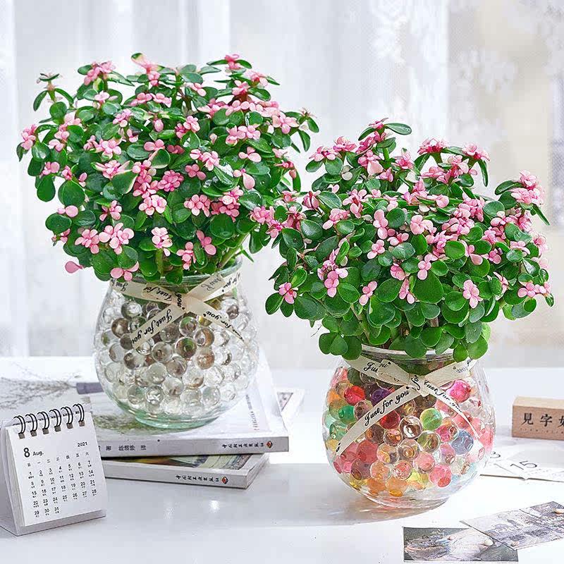 水培金枝玉叶盆栽好养花卉室内绿植多肉水培植物办公室净化空气花