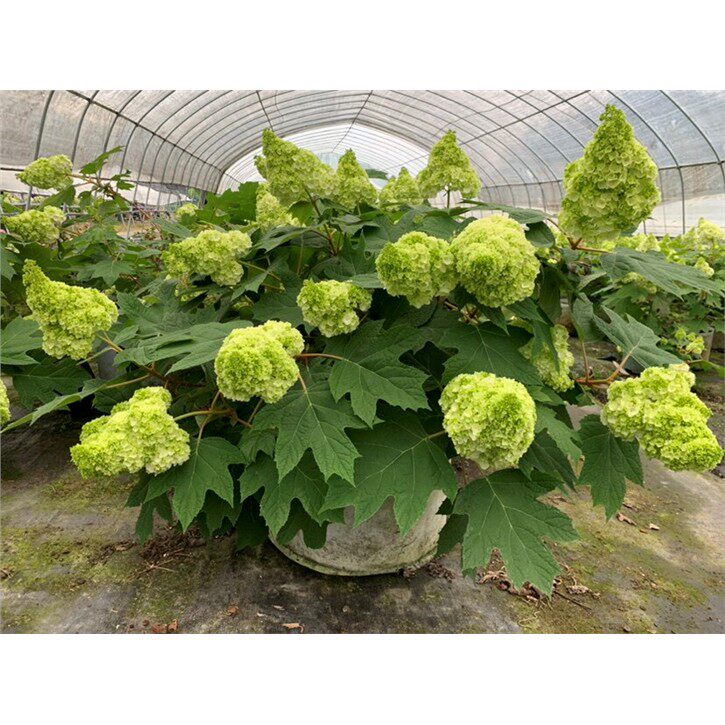 栎叶绣球  和声 1加仑中苗/小苗 /大苗   日版 包对版 包邮