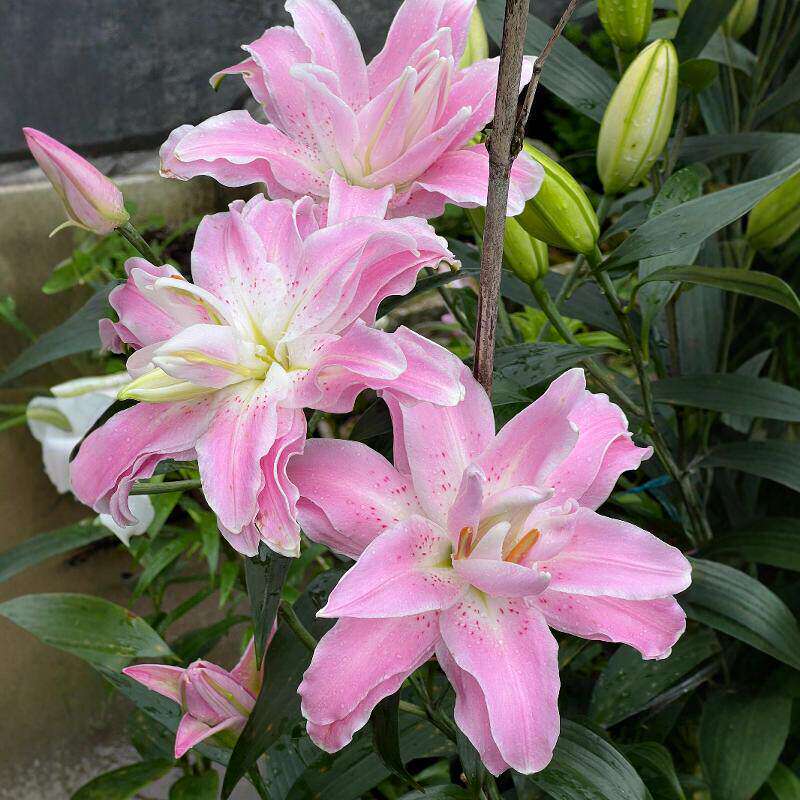 进口重瓣香水百合花种球四季花卉室内阳台好养盆栽多年生花卉绿植