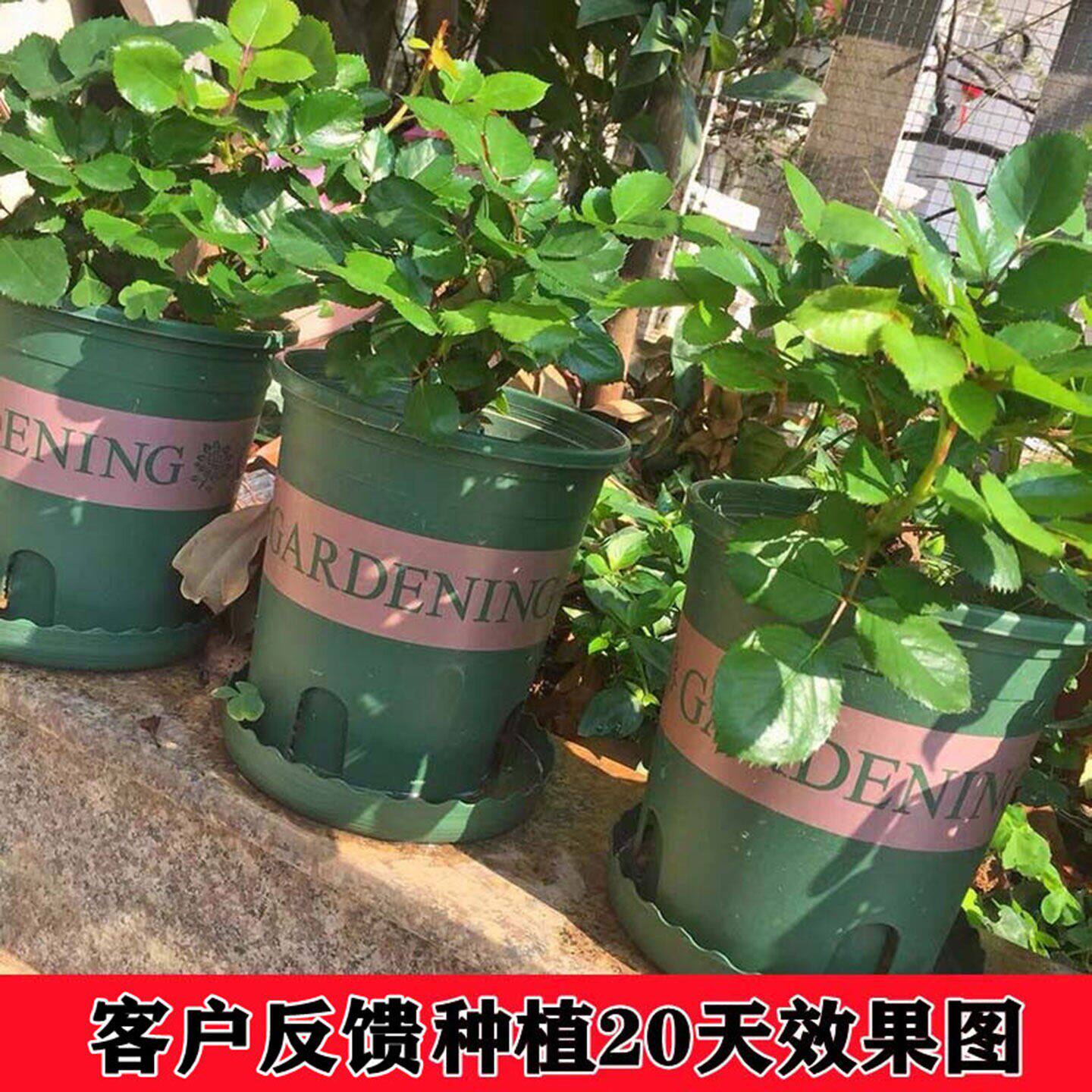 苏格红绿【稀有新品种】月季花树苗绿植玫瑰花老桩苗浓香型大花
