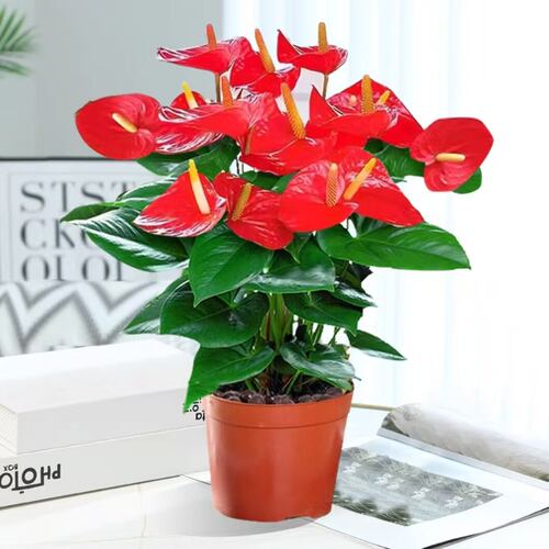 水培红掌盆栽带花一帆风