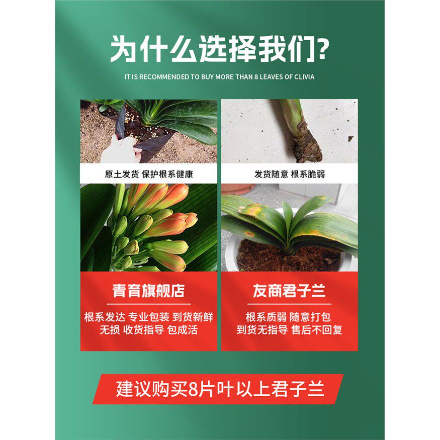 四季君子兰盆栽带花苞大苗花卉植物室内易活绿植水培好养多肉大全