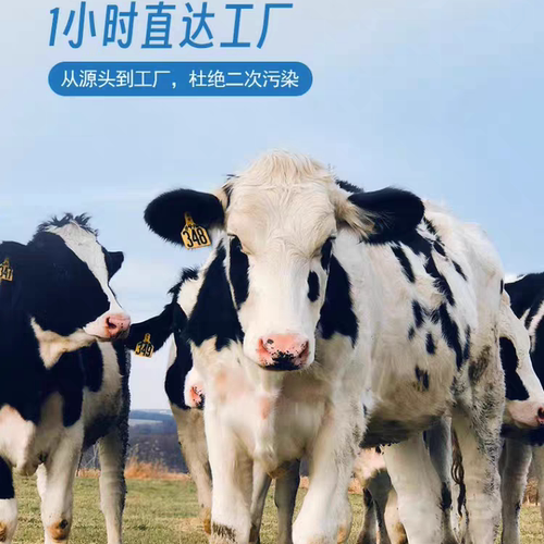半斤装茉莉牛奶高原风味