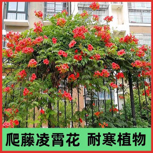 俄罗斯凌霄花凌霄花苗树苗盆栽美国进口品种爬藤攀援绿植庭院别墅