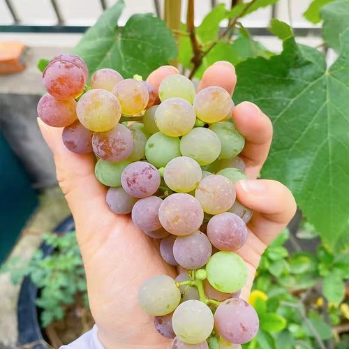 南方可盆栽也可地栽的植葡萄树
