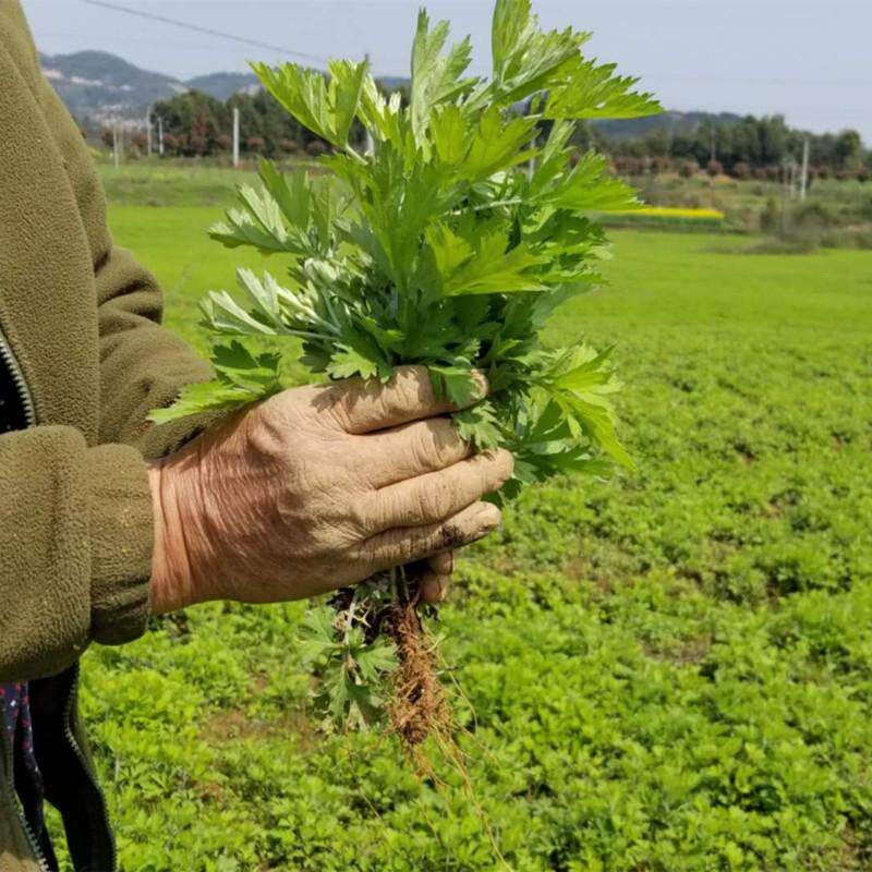 湖北蕲春蕲艾核心产区蕲州【午艾坊】七尖蕲艾根艾苗全株艾草挂件