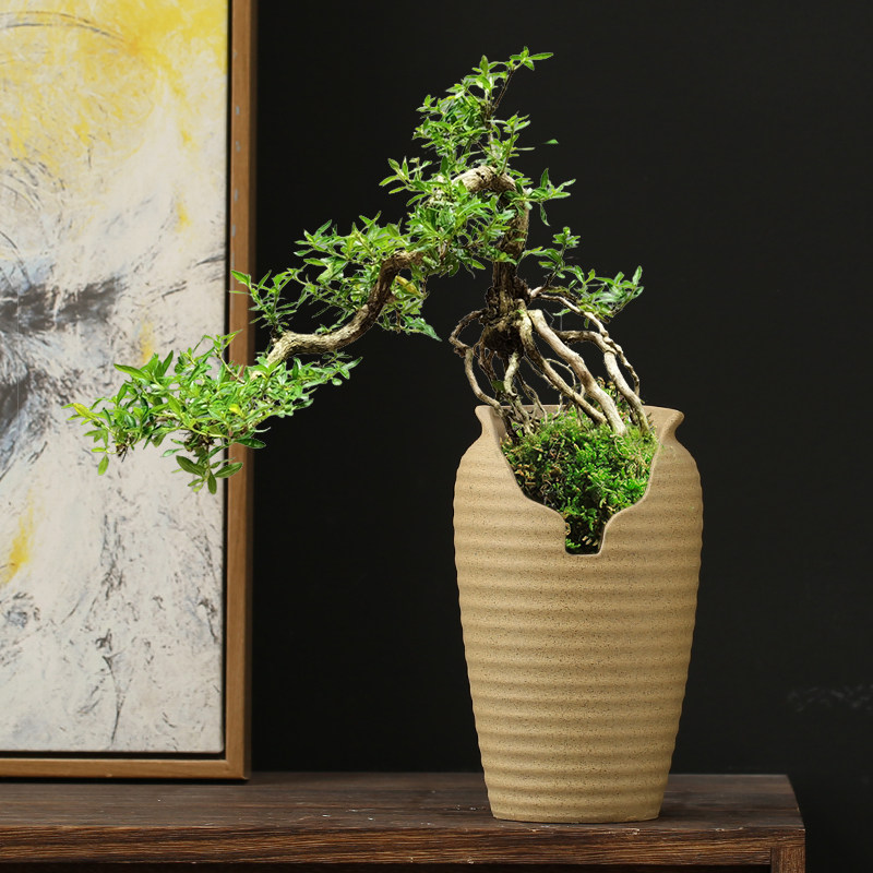 悬崖临水式提根雀梅金边六月雪粗陶透气老桩切口盆盆栽景观造景盆