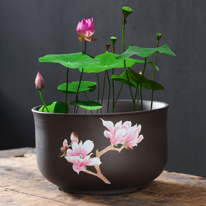 铜钱草专用水培花盆陶瓷碗莲盆缸睡莲荷花盆水养紫砂创意水仙花盆