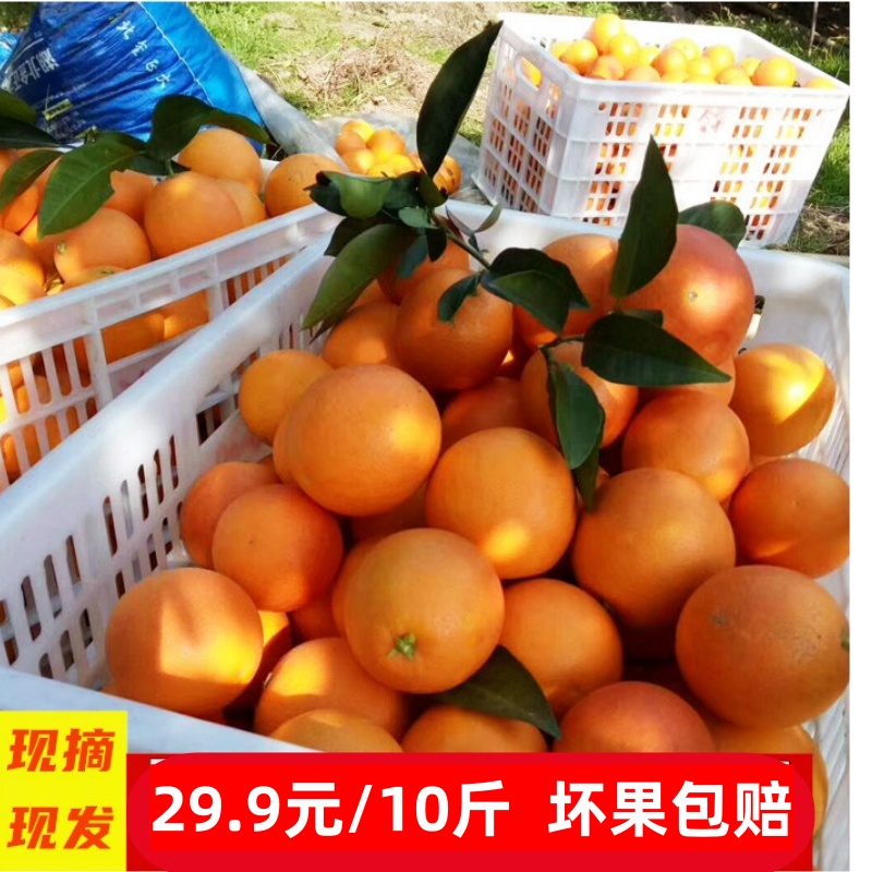 纽荷尔脐橙新鲜水果现摘现发带叶鲜果当季十斤大果包邮